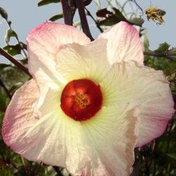 flor do hibiscus